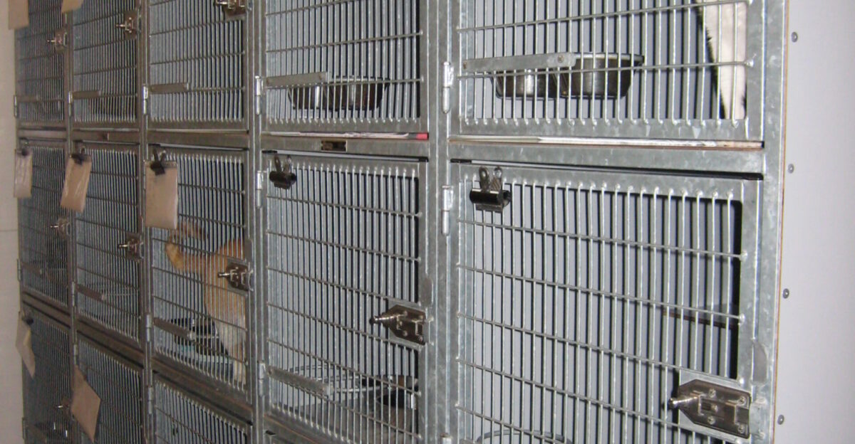 A quarantine section for cats in an animal shelter