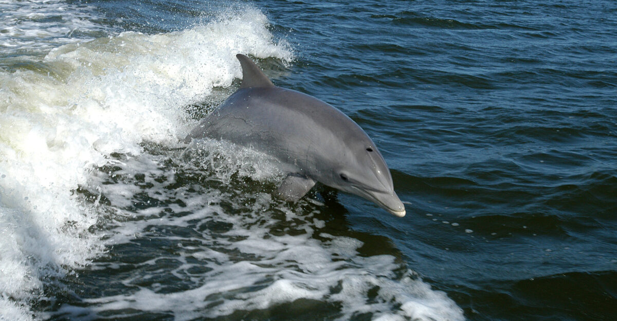 Bottlenose Dolphin - Tursiops truncatus A dolphin surfs the wake of a research boat on the Banana River - near the Kennedy Space Center