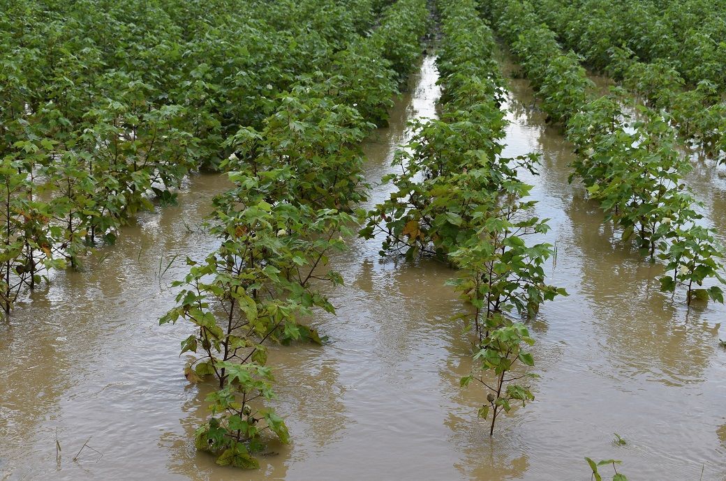 Rains floods damage cotton crop in Pakistan Imports may rise by Ritesh