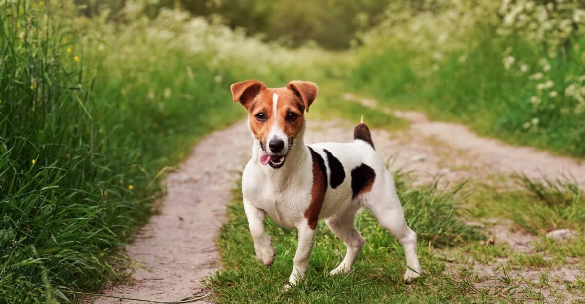 Best Dog Food for Jack Russell Dogs A Guide for Terrier Owners