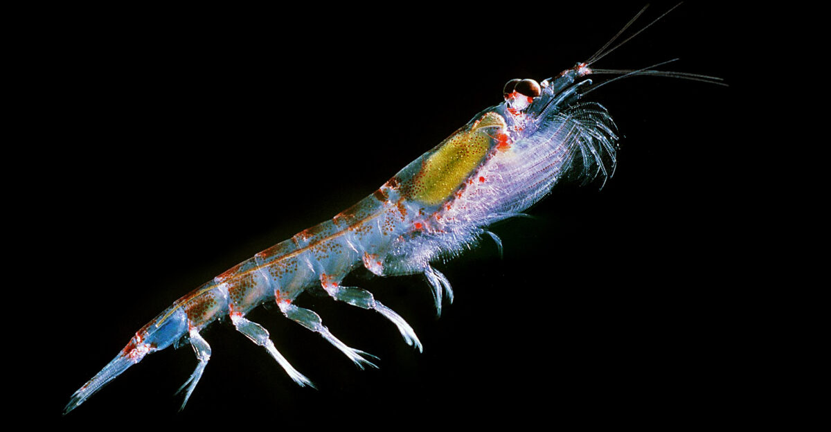 Antarctic krill Euphausia superba This is the startimage of the virtual microscope of krill where you can click into details of the animal to get higher magnifications like the gills the feeding basket or the swimming legs up to raster electron and transmission electron images also some videos - there are many links to jumpoff sites for educators like from the SCIENCE MAGAZINE In natural hovering position - the red organs produce the bioluminescence - the hepatopancreas is filled with green phytoplankton the food of krill the strait gut in the back is filled with the empty shells of phytoplankton - in the front you see the compound eye