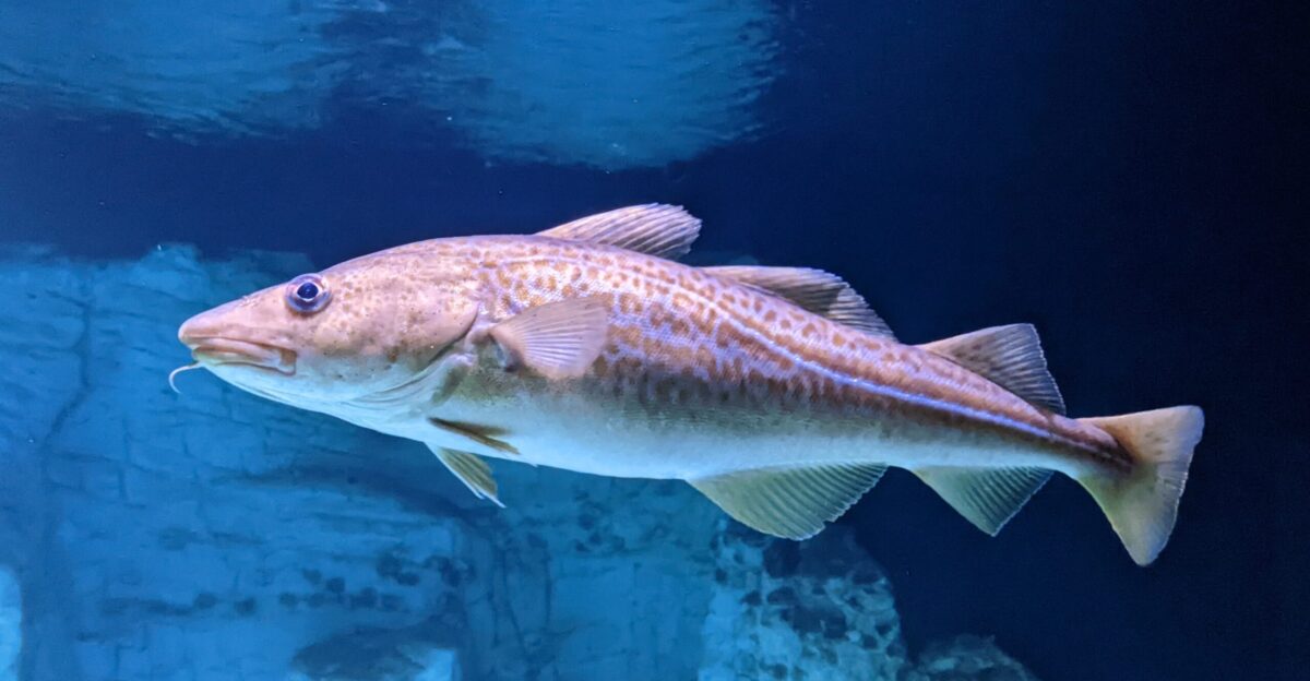An Atlantic cod Gadus morhua taken at Ozeaneum Stralsund aquarium Stralsund Germany