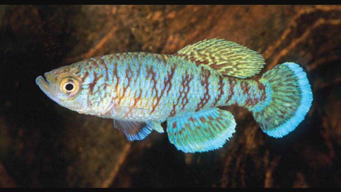 nothobranchius capriviensis by Erich S