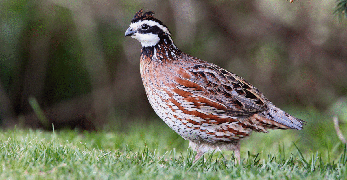 Bobwhite Quail Game Commission Commonwealth of Pennsylvania