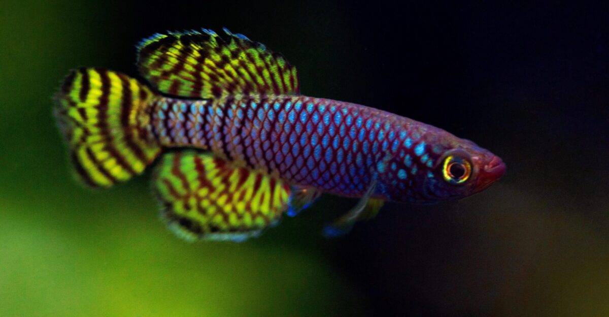 Male Nothobranchius korthausae r killifish