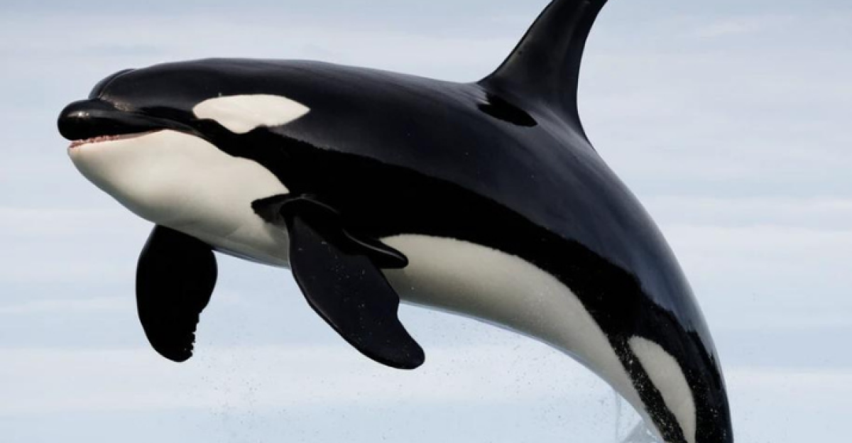 The Ocean s Apex Predator The Orca by Itziar Lopez Beired