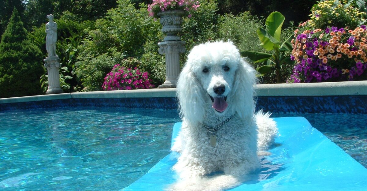Jewel in her pool by Wagologie