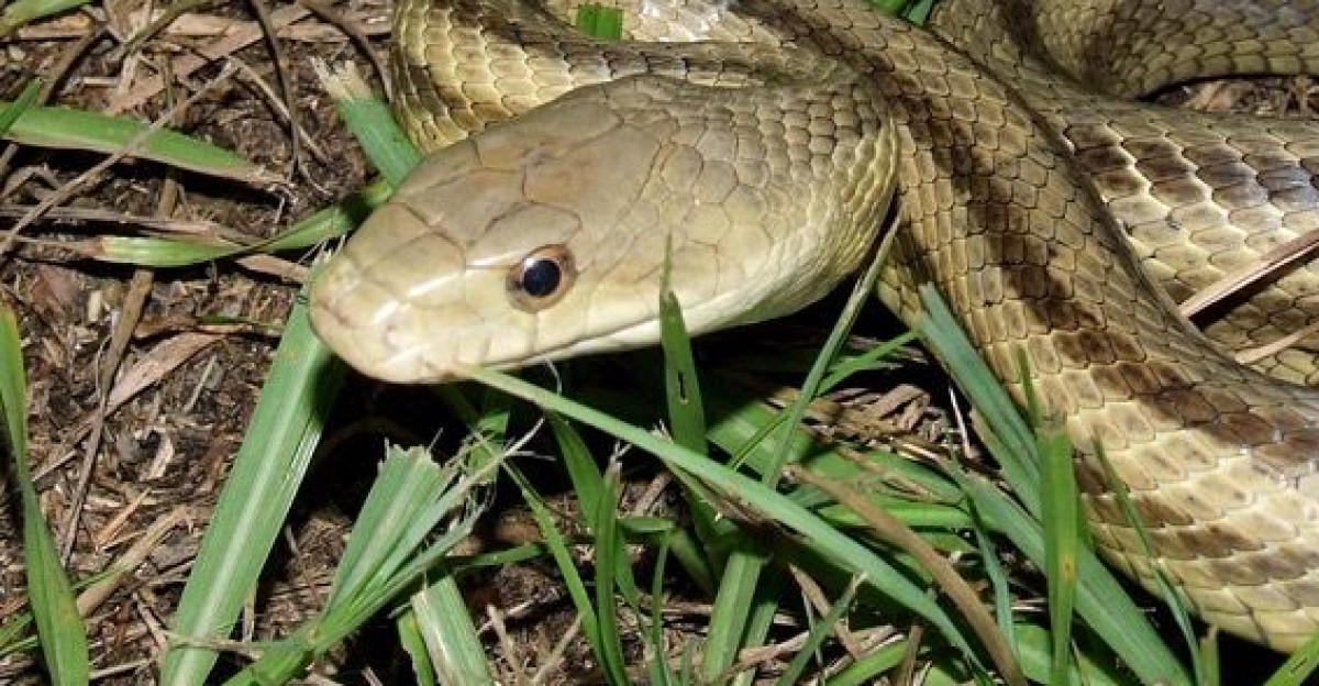 Eastern Rat Snake Florida Backyard Snakes by Teresa Mac