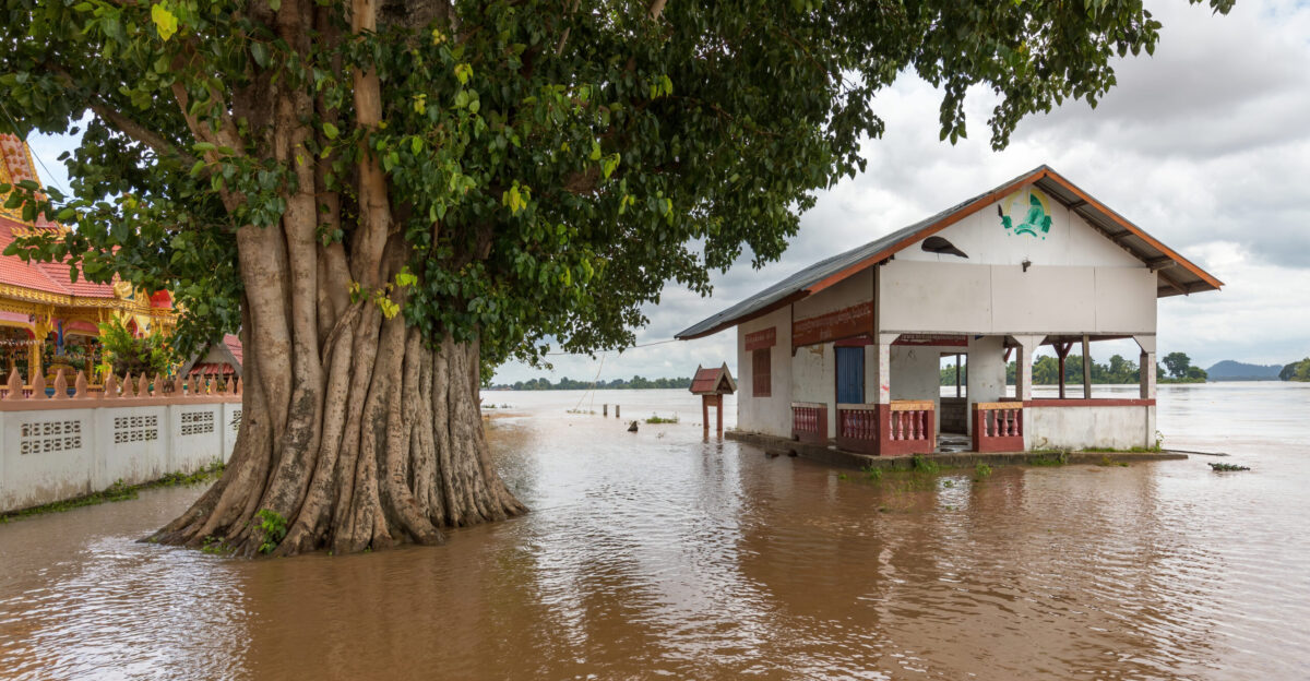 Flooded building and Ficus religiosa bodhi tree trunk in the muddy water of the Mekong on the island of Don Som Si Phan Don Laos during the flood affecting the southern part of the country in September 2019 monsoon