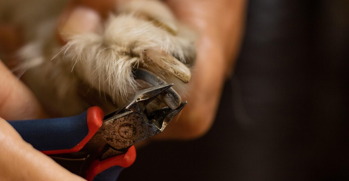 dog paw dog grooming animal animal groomer bonding canine caring claw clean clip clipper cutting declaw domestic equipment fur groom groomer hand dog grooming dog grooming dog grooming dog grooming dog grooming