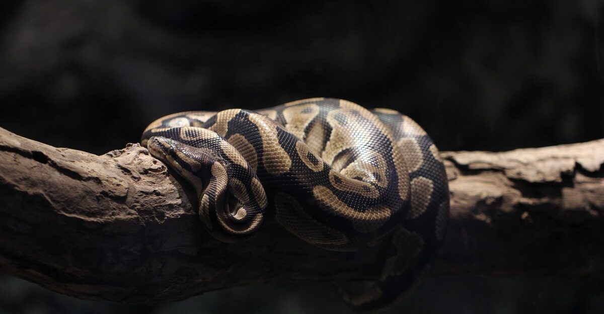 burmese python python snake animal reptile nature closeup