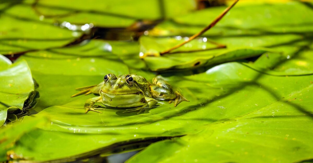 frog pond amphibian leaves foliage plants water frog sitting green nuphar pumila leaf biotope animal nature frog frog frog frog frog