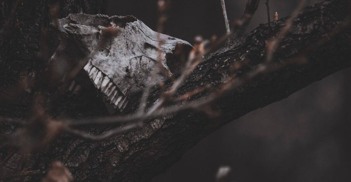 skull bones horror trees ghost forest fantasy halloween nature grave mysterious gothic scary creepy skeleton witch