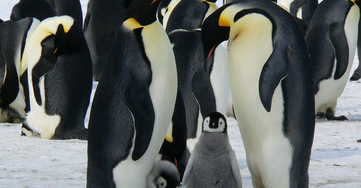 emperor penguins baby penguin birds snow penguins animals wildlife cold winter fauna wilderness nature antarctic antarctica birds penguins penguins penguins penguins penguins winter winter antarctica antarctica