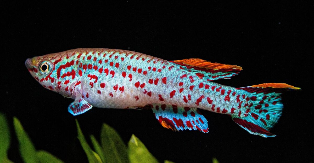 killi killifish fish killifish killifish killifish killifish killifish