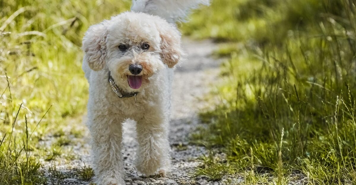 dog animal poodle nature lawn pet mammal grass domestic animal outdoors