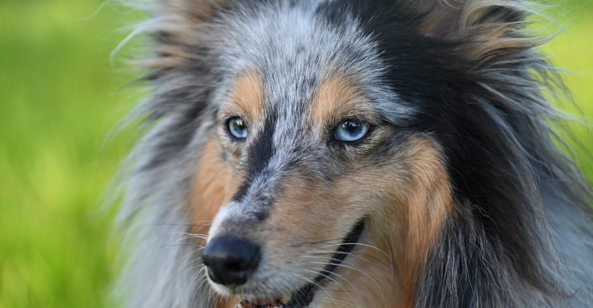 shetland sheepdog dog animal mammal canine pet national nature portrait sheepdog sheltie nobility shetland sheepdog shetland sheepdog shetland sheepdog dog dog dog dog dog animal mammal canine canine pet sheepdog sheepdog sheepdog sheltie sheltie sheltie sheltie sheltie