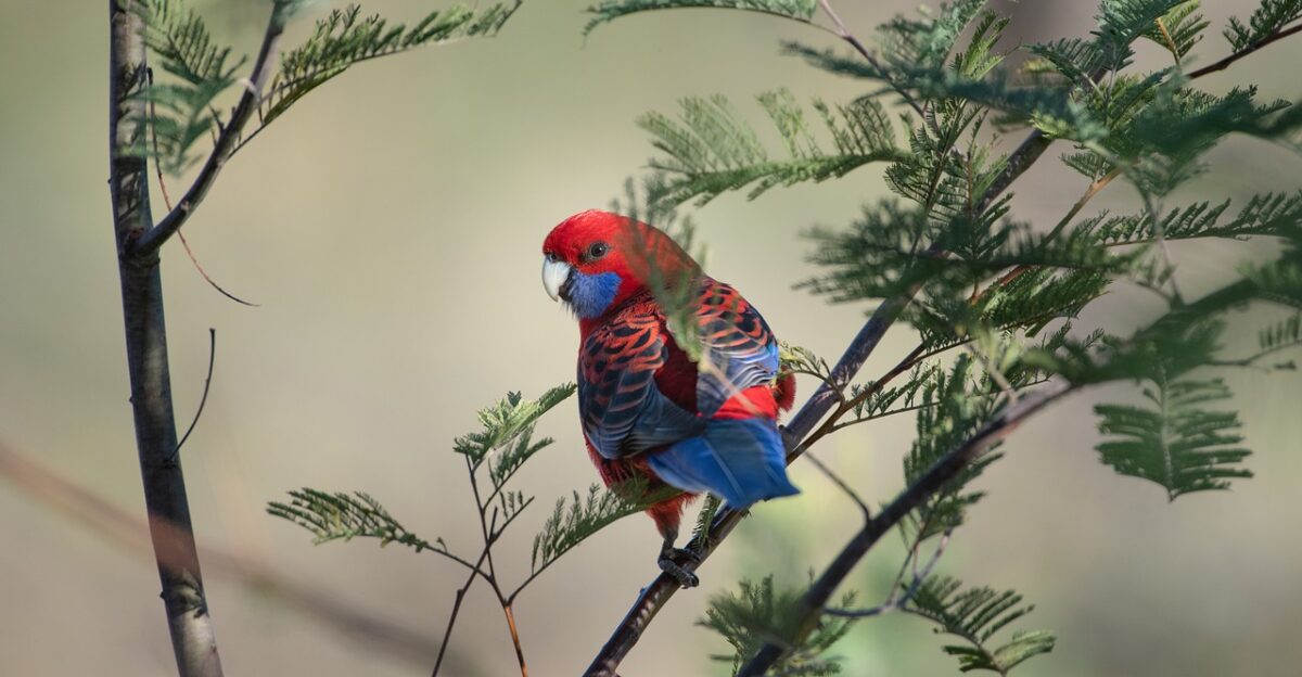 crimson rosella parrot branch perched platycercus elegans nature bird animal wildlife feathers plumage wild native perching australia birdwatching