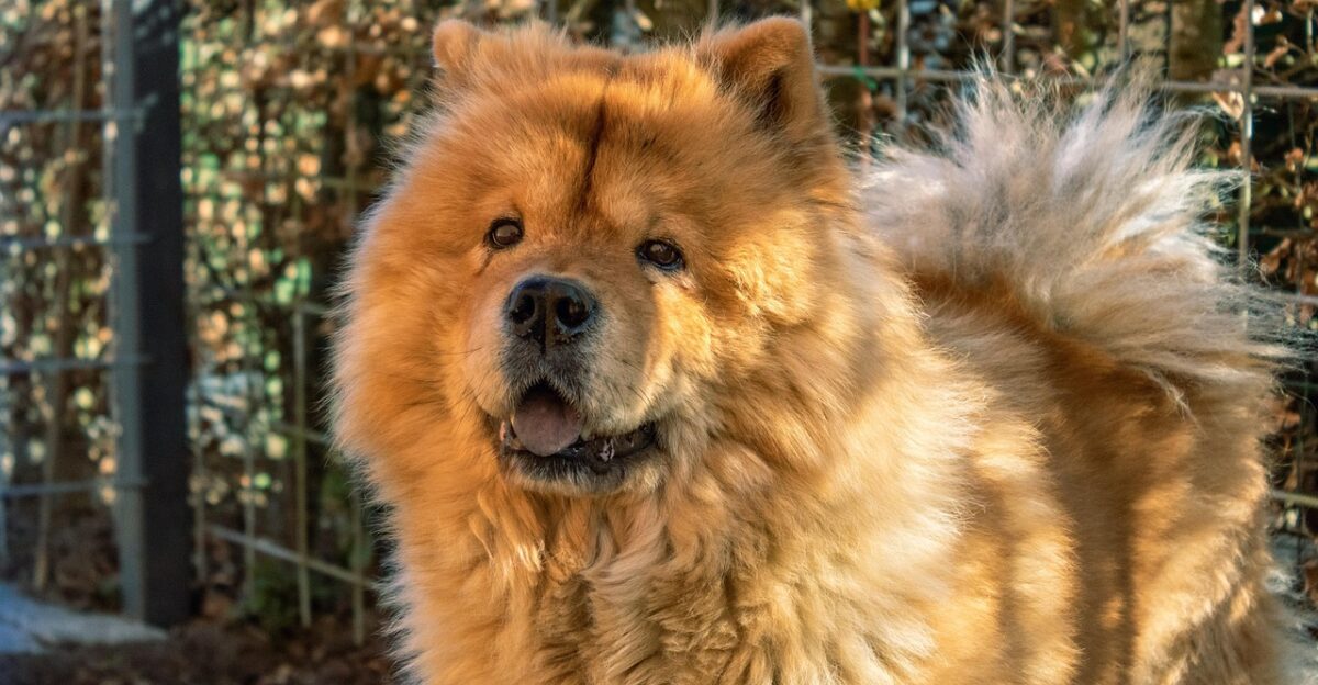 chow chow chow chow-chow animal dog pet cute portrait fluffy furry adorable