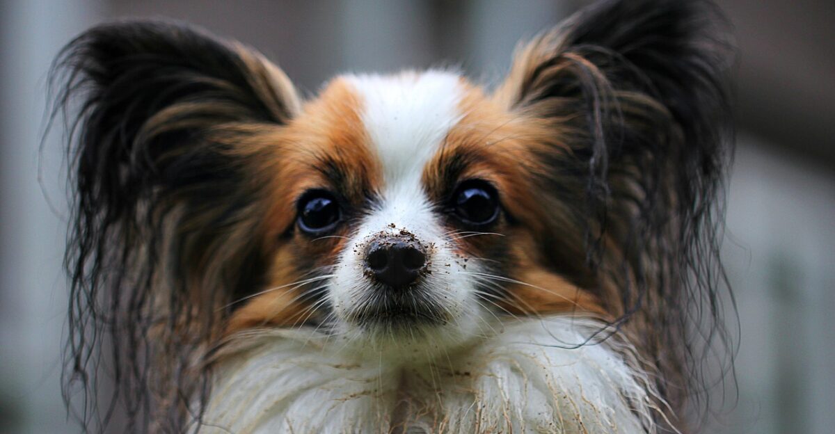 papillon dog nature pet animal