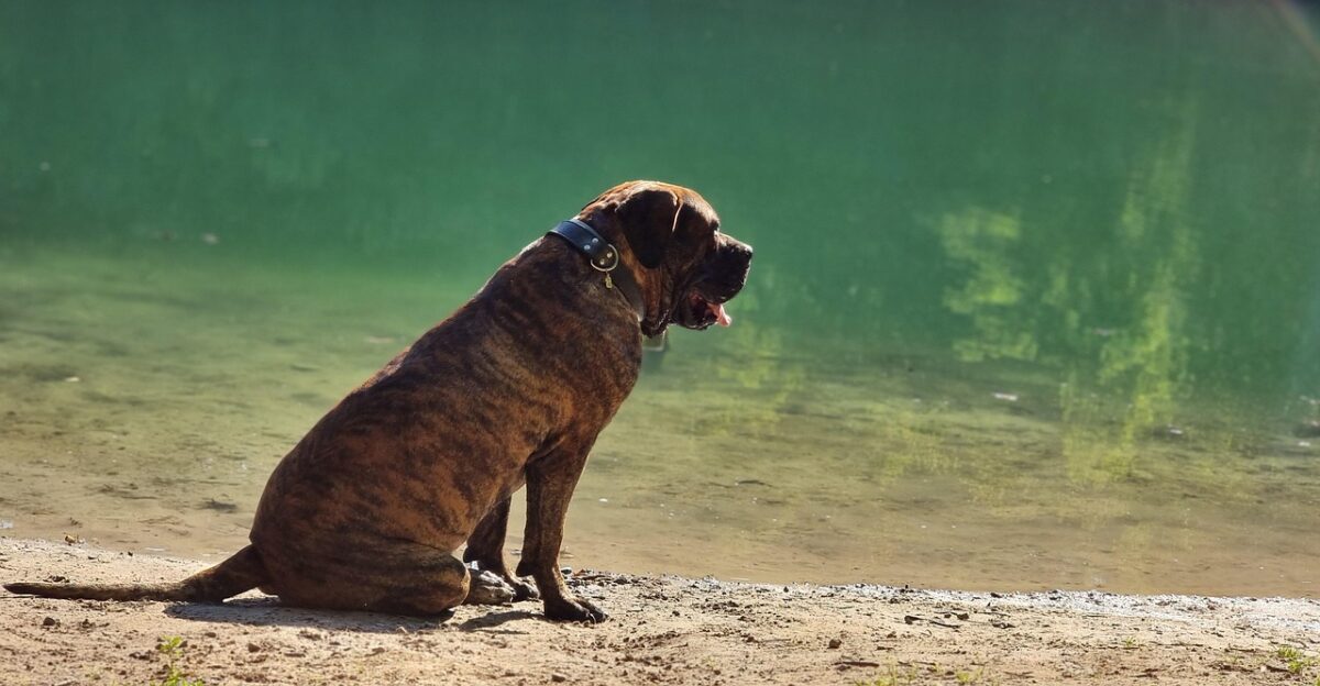 dog lake pet animal psi perro de presa canario nature presa canary outside dogo canary