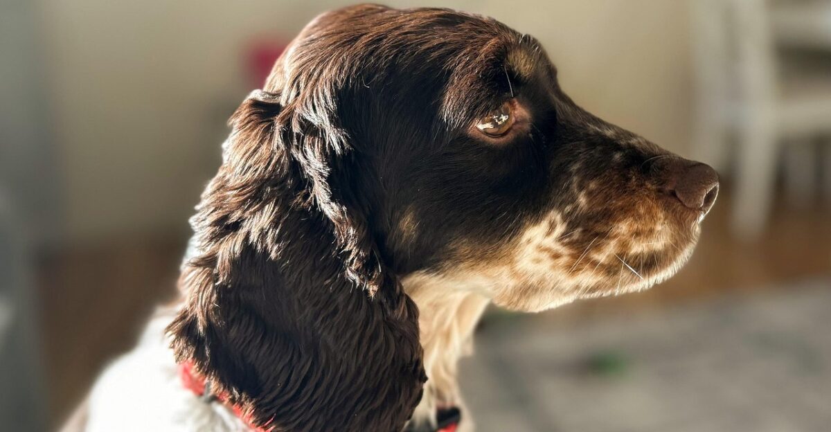 dog spaniel pet cocker springer furry canine nature animal