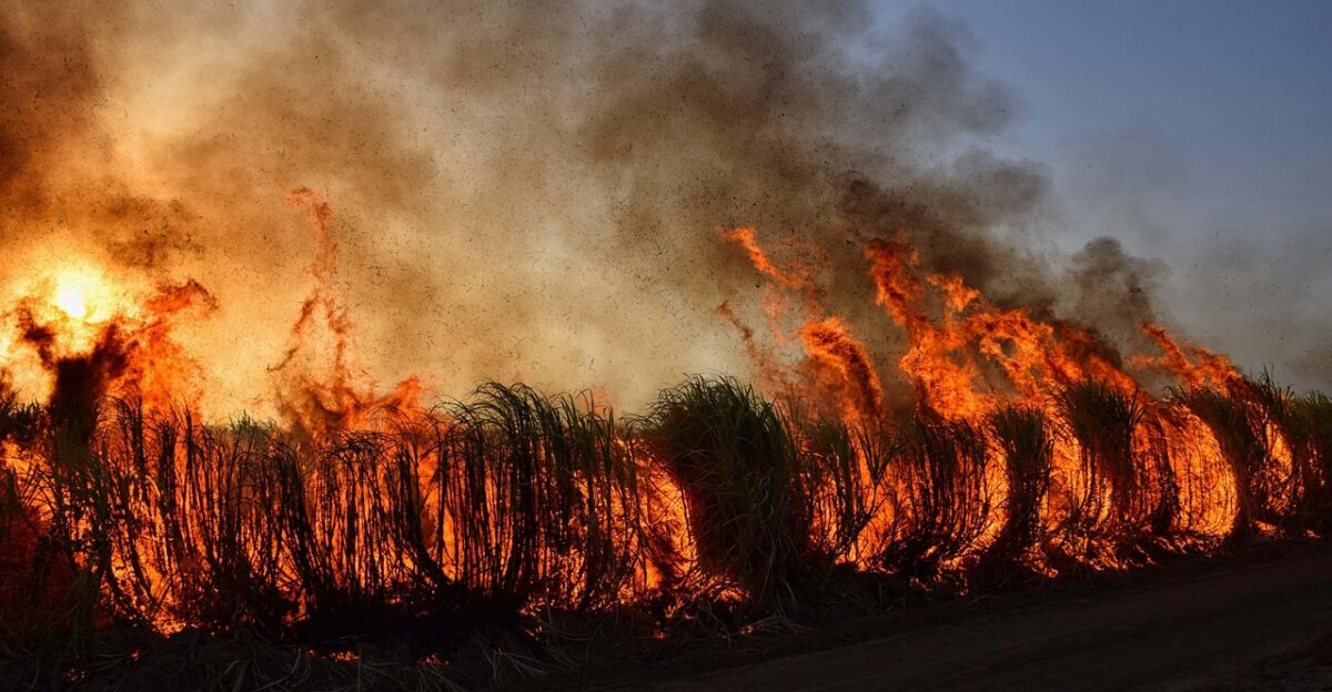 wildfire bushfire flames fire environment nature landscape wildfire wildfire wildfire wildfire wildfire bushfire
