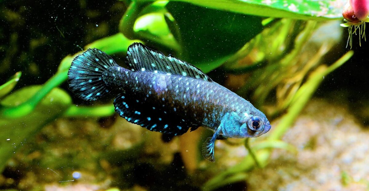 killifish aquarium fish fish tank pet killifish killifish killifish killifish killifish