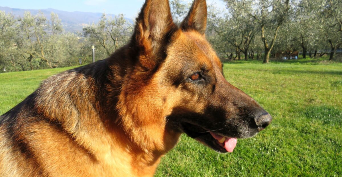 During the quarantine period in Italy for COVID-19 a German shepherd enjoys the sun in the garden unable to go out