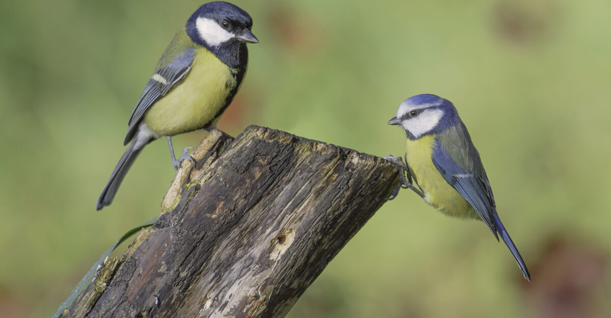Tit bird - Wikipedia