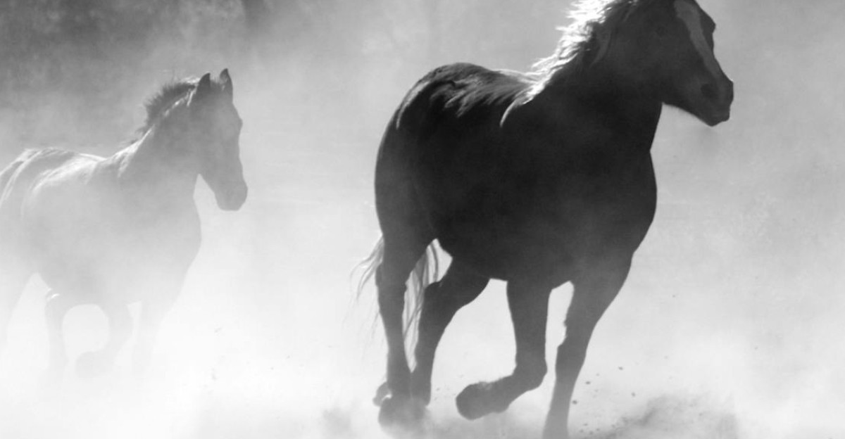 Black and white photo of wild horses galloping through a misty landscape showcasing freedom and motion