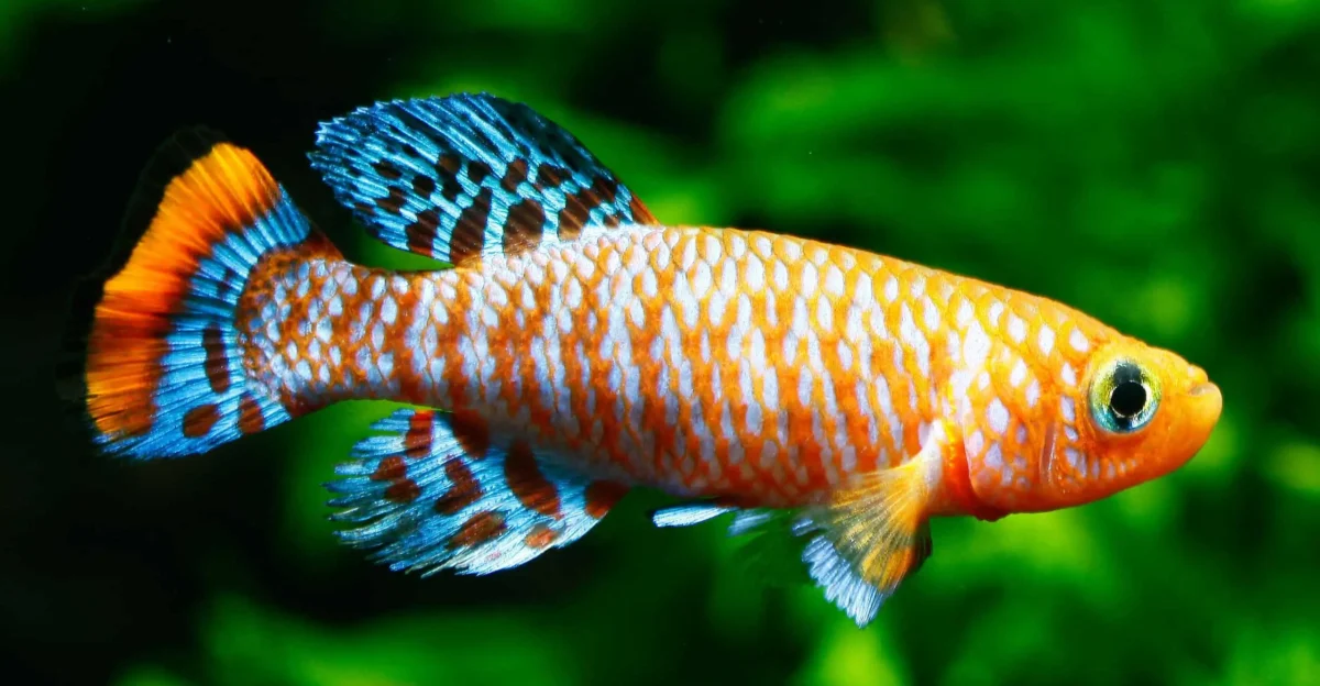 Everything You Need to Know About Killifish - Killifish Care Guide