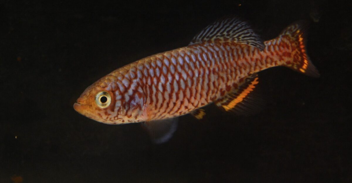 Nothobranchius ditte captured near Kilwa village