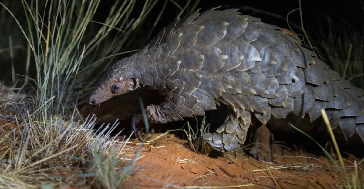So are Pangolins a Reptile or a Type of Armadillo - Pangolin