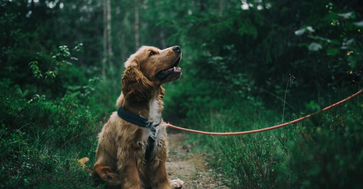 Adorable cocker spaniel puppy enjoying a walk in a lush Swedish forest