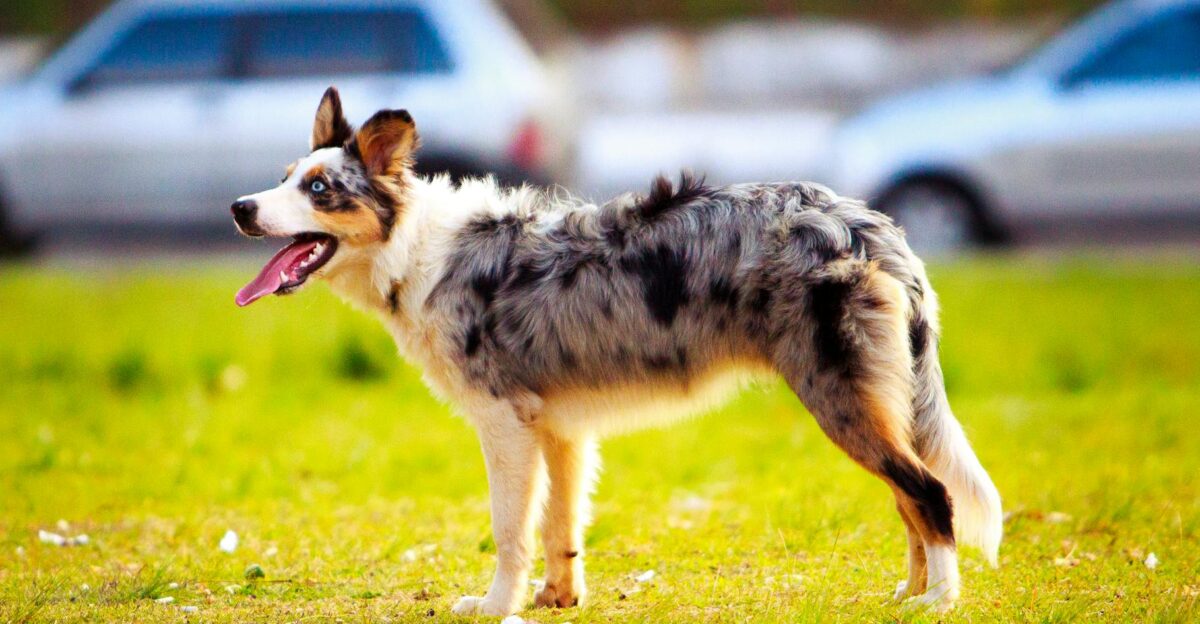 A lively Australian Shepherd standing on grass in an outdoor setting demonstrating energy and playfulness