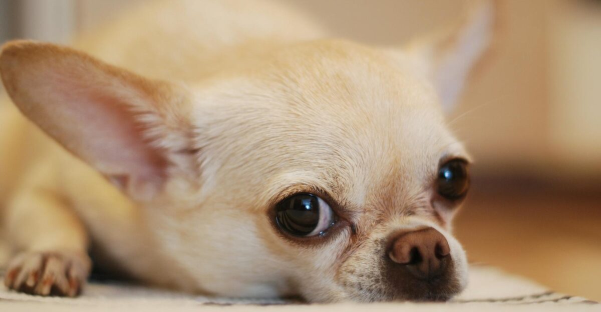 Adorable close-up of a chihuahua dog resting indoors with big eyes and alert ears
