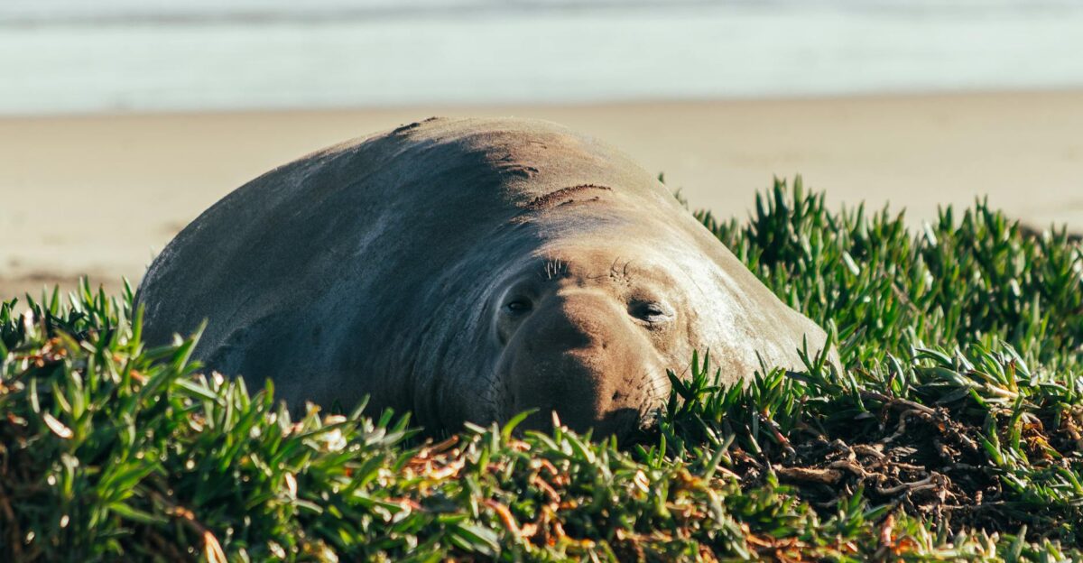 A southern elephant seal rests near the sea in lush greenery on a sandy beach