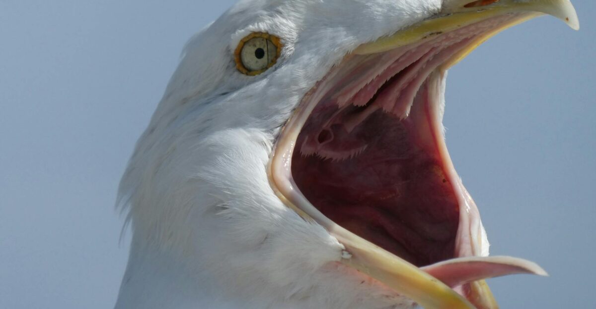 An expressive close-up of a seagull with an open beak in mid-flight displaying its sharp features