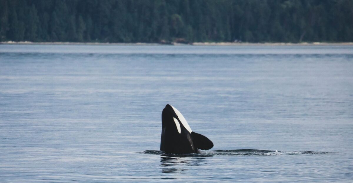 A stunning image of an orca surfacing in its natural ocean habitat against a forested backdrop