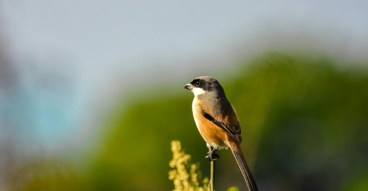 A small bird perched on a plant branch with a blurred green background