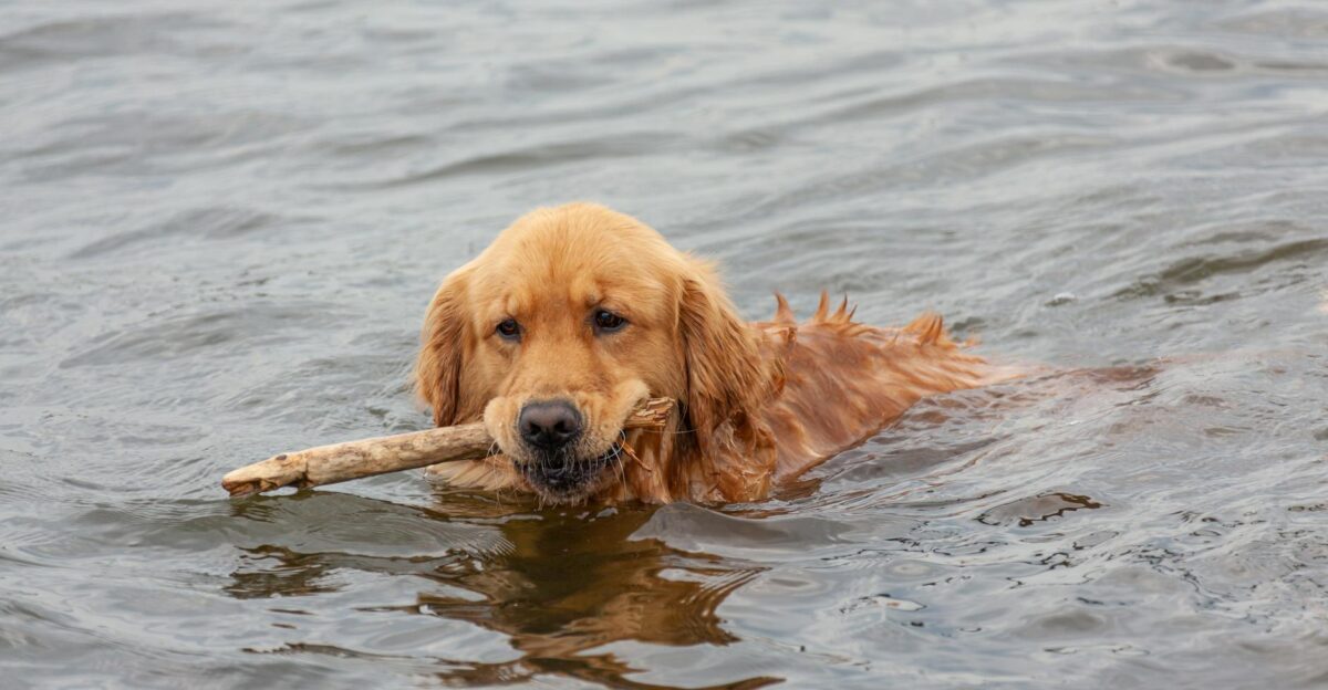 Golden Retriever swimming with a stick in a serene lake setting