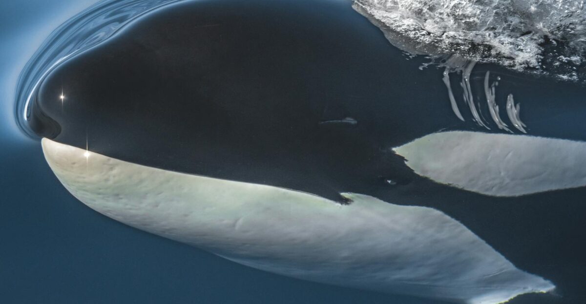 A captivating close-up of an orca surfacing in the ocean near Santa Barbara California