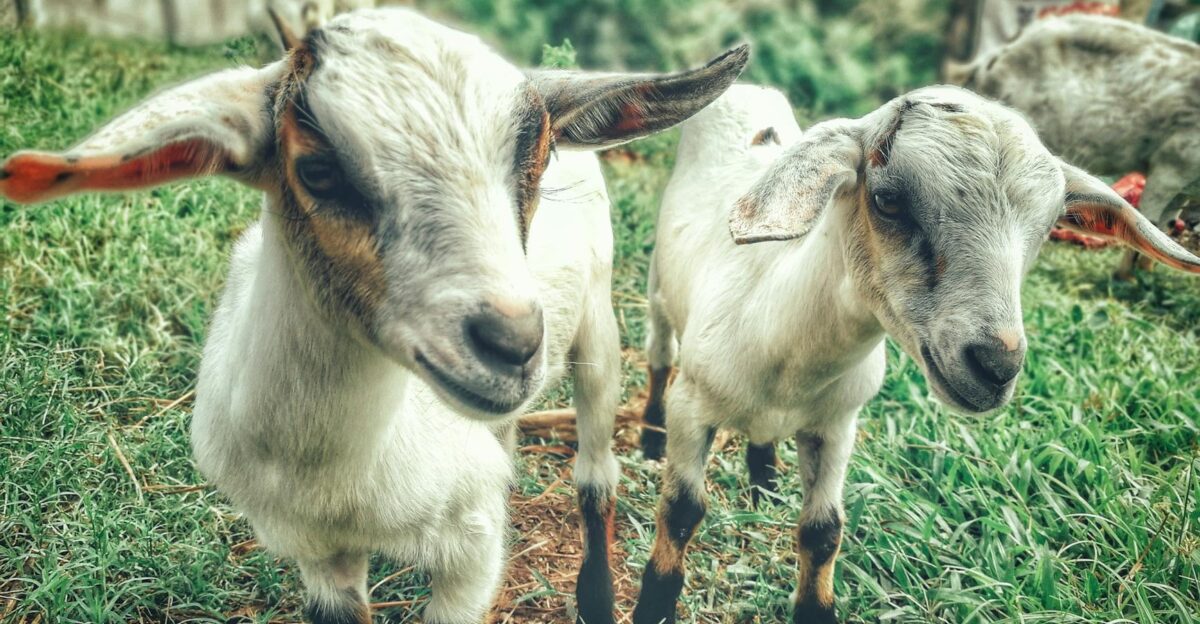 Adorable young goats exploring a vibrant green pasture in a rural farm setting showcasing life s simplicity