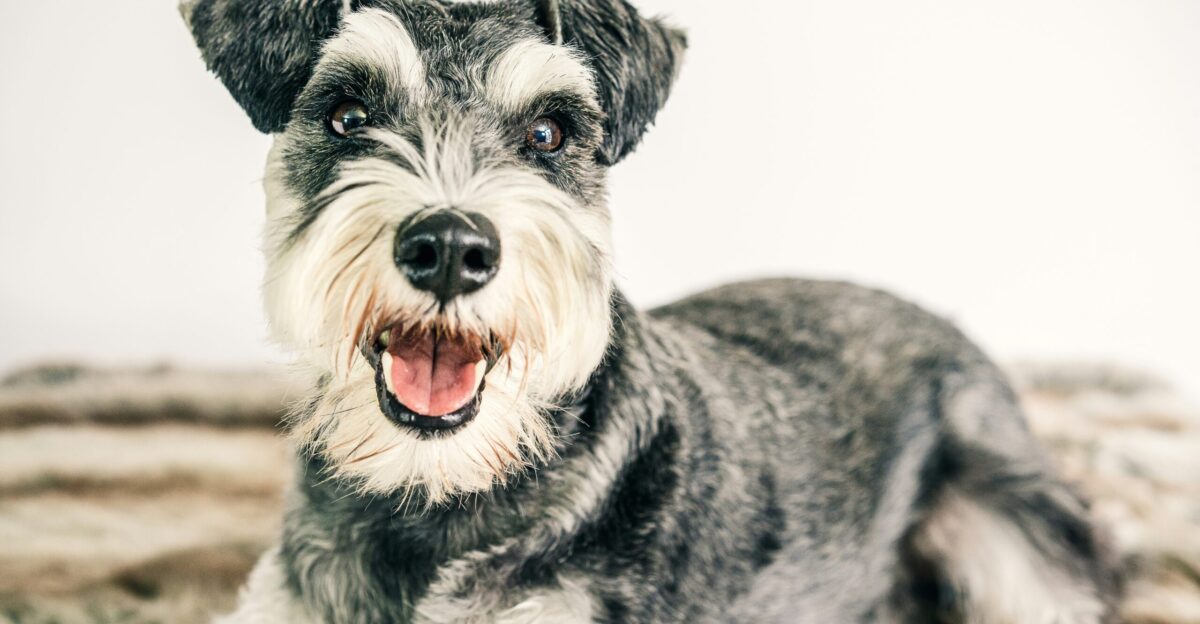 black and white miniature schnauzer