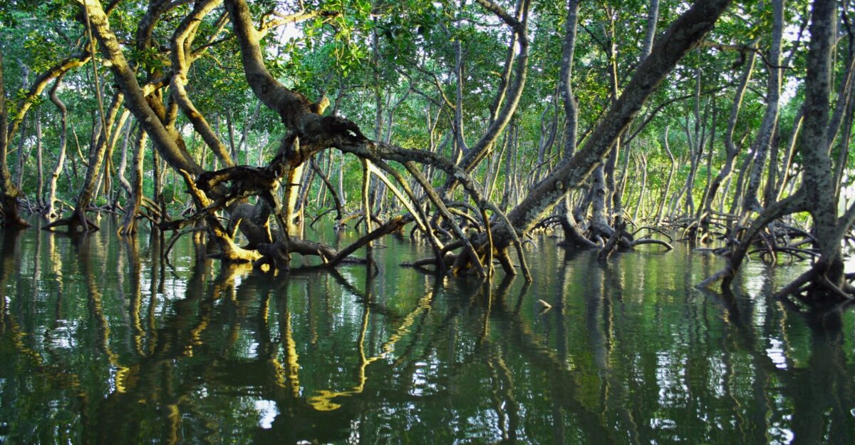 brown tree branch on water