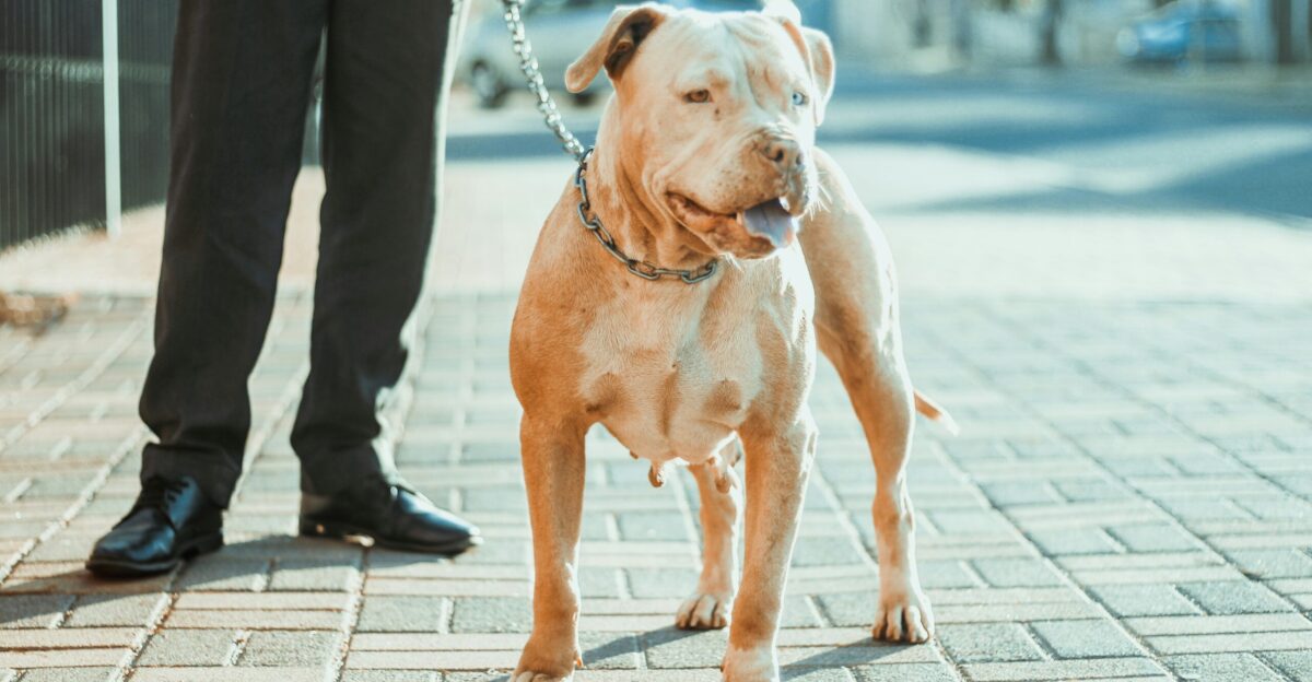 brown and white american pitbull terrier mix sitting on sidewalk during daytime