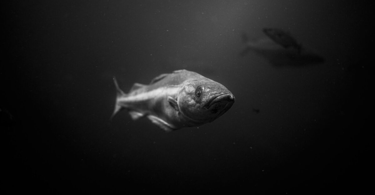 grayscale photo of fish in water
