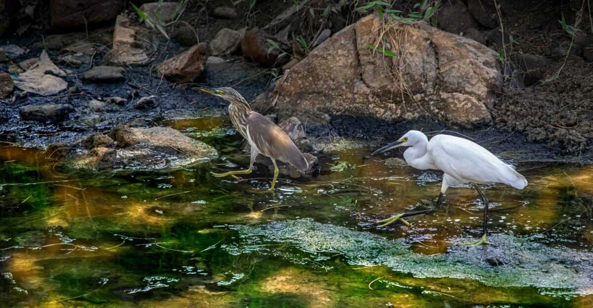 a couple of birds that are standing in some water