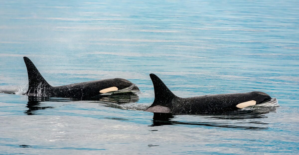 two black and white orca swimming in a body of water